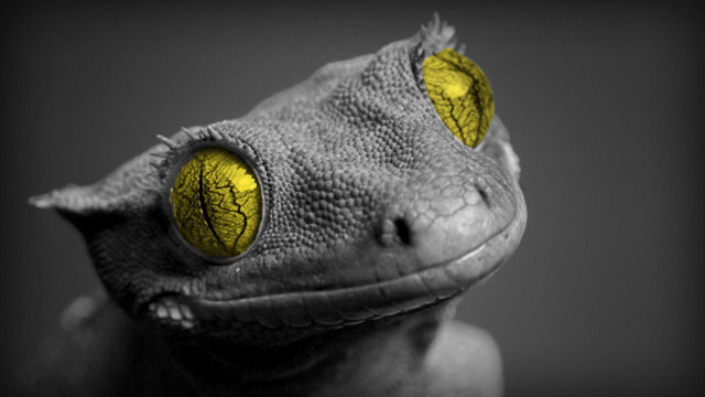 Gecko yellow eyes black background free wallpaper - medium preview image