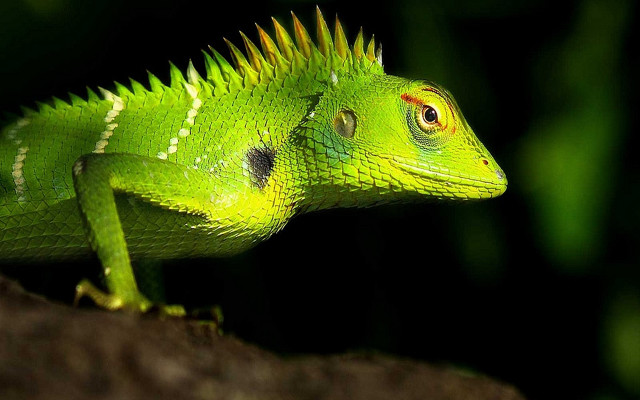 Green lizard spikes head rock free wallpaper - medium preview image