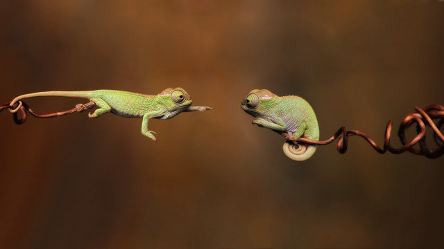 Two small lizards climbing on free wallpaper - medium preview image