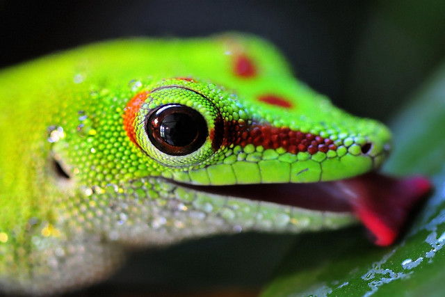 Green lizard red stripe leaf free wallpaper - medium preview image