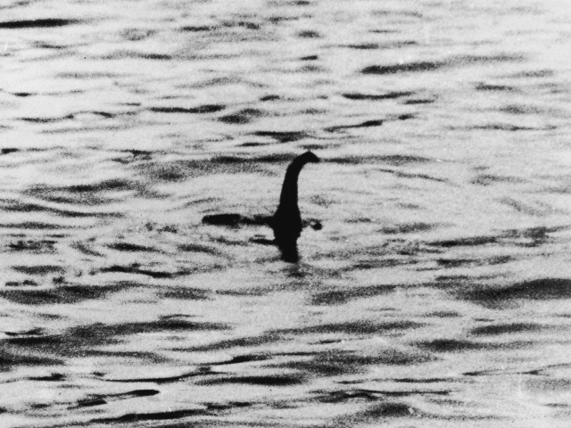 Bird swimming water shore lake free wallpaper - medium preview image