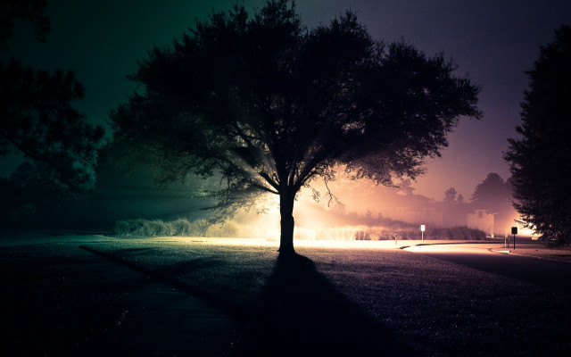 Tree field night streetlight fog free wallpaper - medium preview image