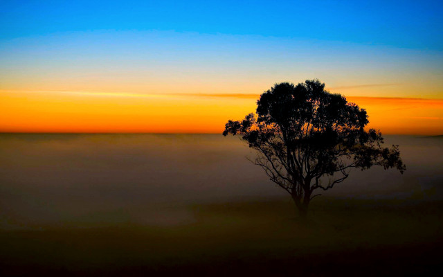 Lone tree foggy field sunset free wallpaper - medium preview image