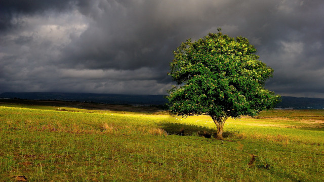 Lone tree stormy sky bird free wallpaper - medium preview image