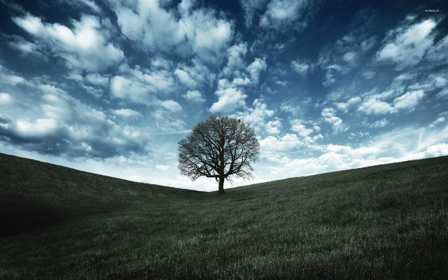 Lone tree grassy field cloudy #4 free wallpaper - medium preview image