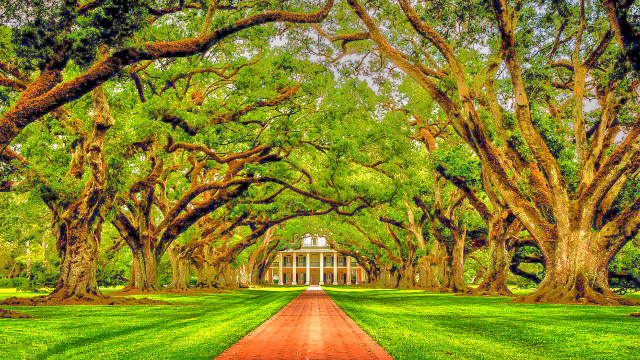 Path building trees grass walkway free wallpaper - medium preview image
