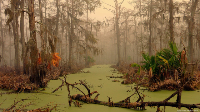 Swamp trees moss foggy day #2 free wallpaper - medium preview image