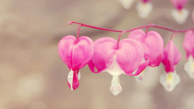 Pink flower white petals branch free wallpaper - medium preview image