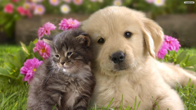 Puppy cat laying grass together #3 free wallpaper - medium preview image