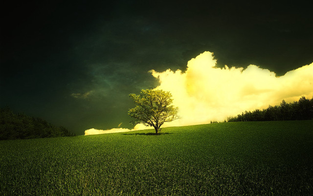 Lone tree field cloudy sky #29 free wallpaper - medium preview image