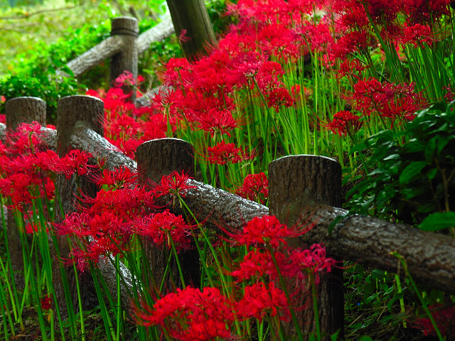 Fence red flowers green grass free wallpaper - medium preview image