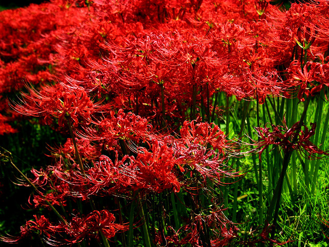 Red flowers field blue sky free wallpaper - medium preview image