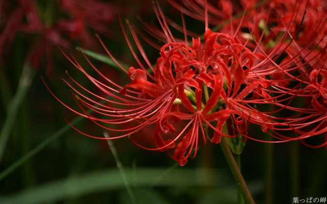 Red flower closeup green background free wallpaper - medium preview image