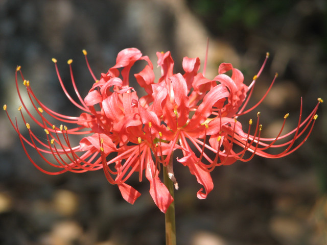 Red flower yellow stamens blurred free wallpaper - medium preview image