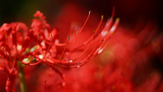 Red flower water droplets blurry free wallpaper - medium preview image