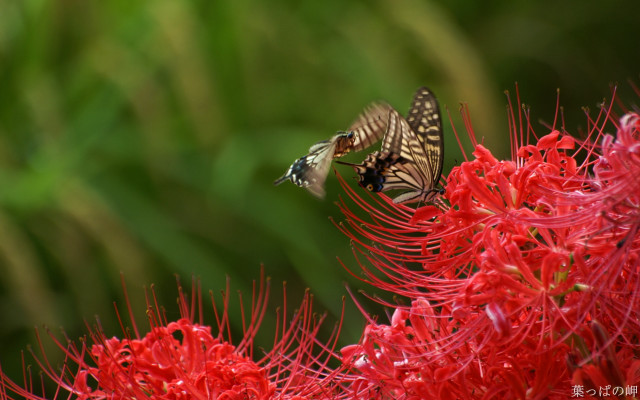 Bird flying red flower blurry free wallpaper - medium preview image