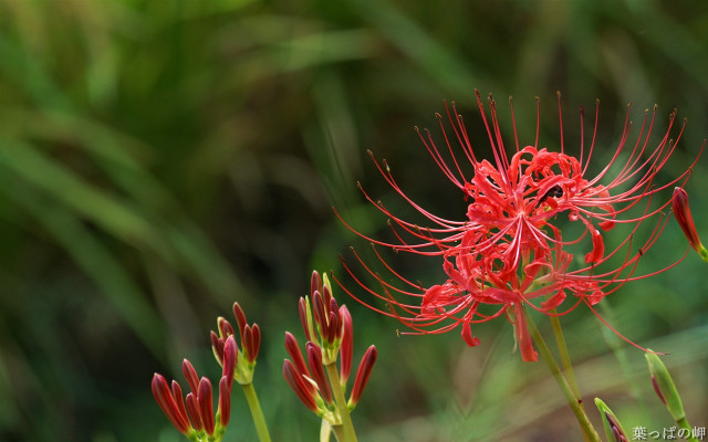 Red spider lily macro blurry #2 free wallpaper - medium preview image