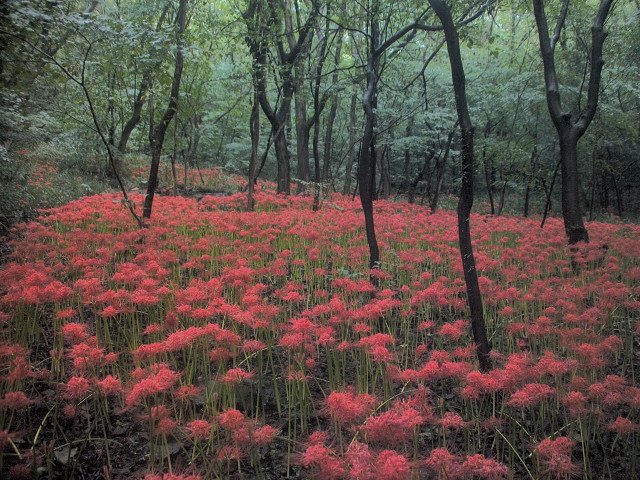 Field red flowers woods trees free wallpaper - medium preview image