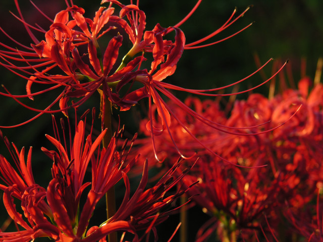 Red flower macro neoexpressionism blurry free wallpaper - medium preview image