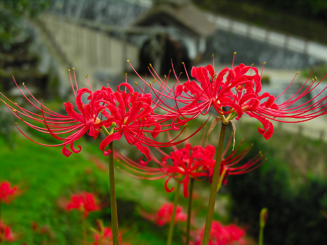 Red flower bridge grassy area free wallpaper - medium preview image