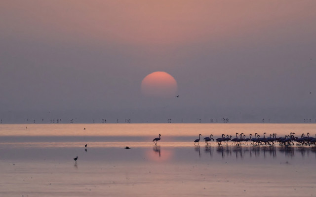 Flock birds lake sunset sun free wallpaper - medium preview image