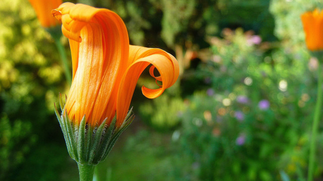 Flower bokeh macro summer christmas free wallpaper - medium preview image