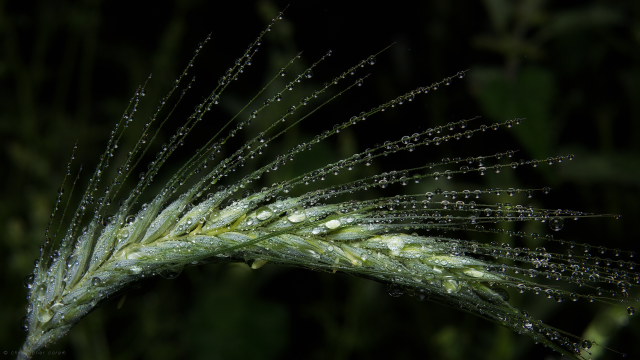 Plant water drops macro dark free wallpaper - medium preview image