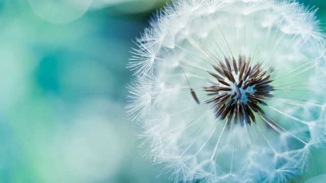 Dandelion blurry background blue green #2 free wallpaper - medium preview image