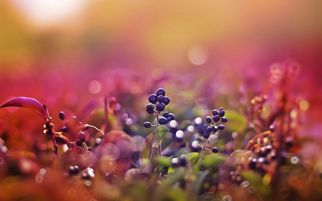 Close up flowers water droplets free wallpaper - medium preview image