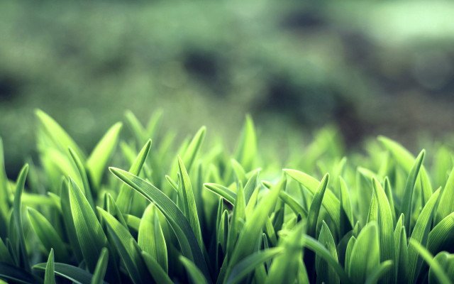 Green grass closeup blurry background #6 free wallpaper - medium preview image