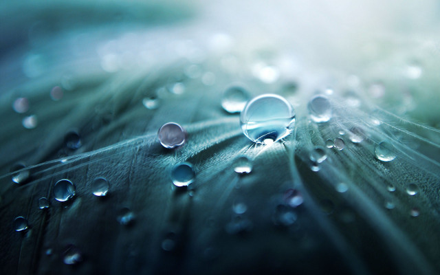 Leaf water droplets blue background free wallpaper - medium preview image
