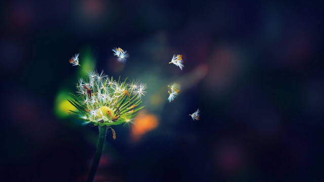 Dandelion flying butterflies in the free wallpaper - medium preview image