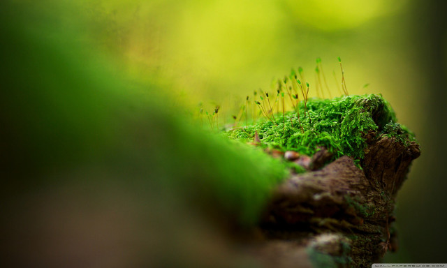 Mossy rock small plants blurry free wallpaper - medium preview image