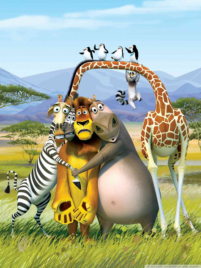 Animals field giraffe zebra foreground free wallpaper - medium preview image