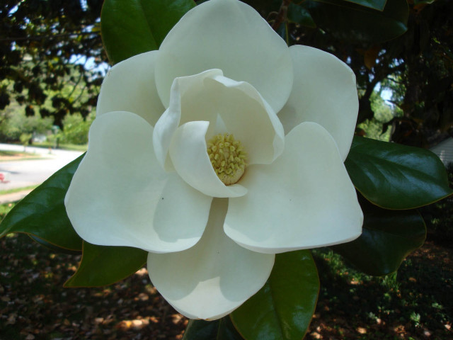White flower green leaves tree #3 free wallpaper - medium preview image