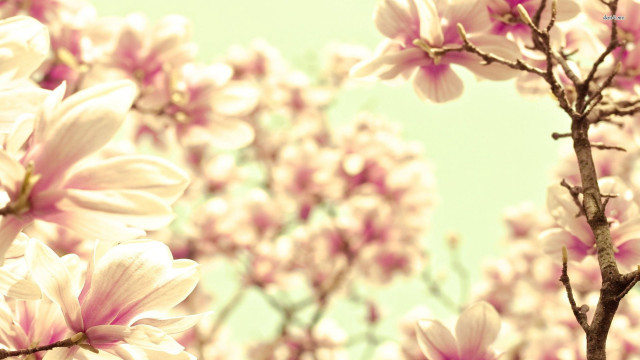 Tree pink flowers branch clouds free wallpaper - medium preview image