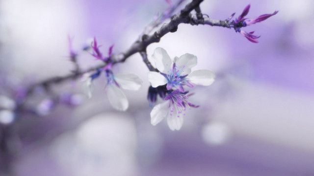Branch white purple flowers blurry free wallpaper for desktop - medium preview image