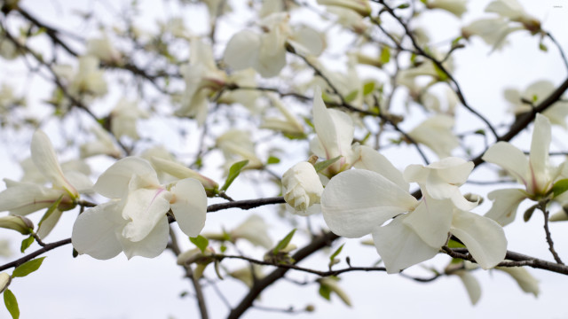White flowered tree leaves sky free wallpaper - medium preview image