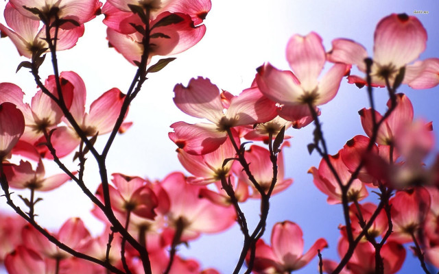 Tree pink flowers closeup blue free wallpaper - medium preview image