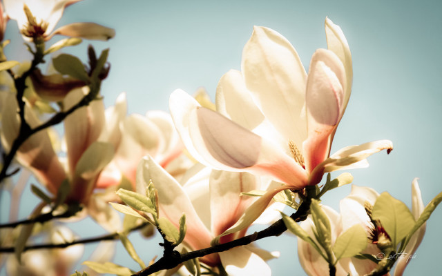 Tree white flowers blue sky #5 free wallpaper - medium preview image