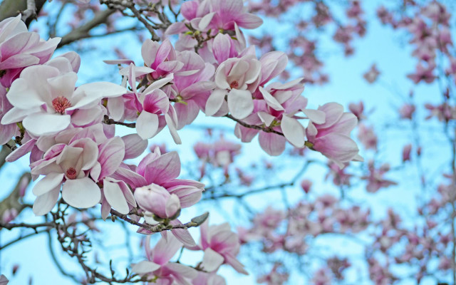 Tree pink flowers blue sky #8 free wallpaper for desktop - medium preview image