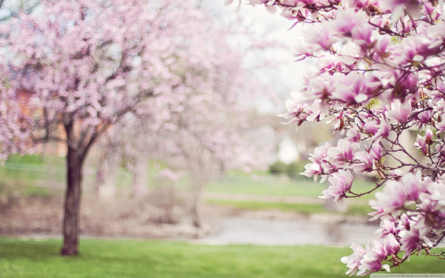Cherry blossoms stream park house free wallpaper - medium preview image
