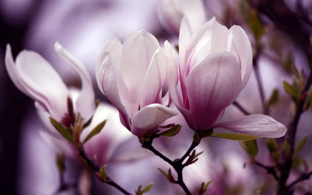 Constance copeman cherry blossoms macro free wallpaper - medium preview image