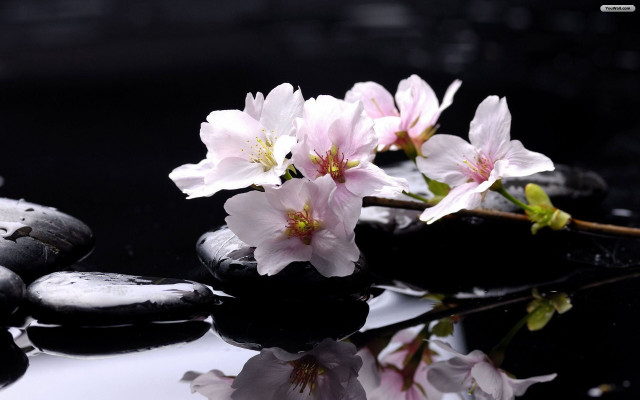 Flowers black surface rocks water free wallpaper - medium preview image