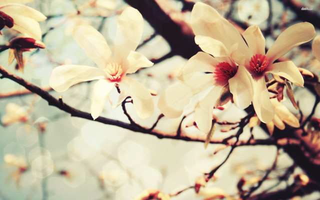 Branch white flowers red centers free wallpaper - medium preview image