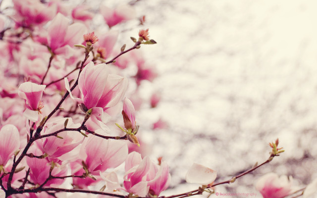 Pink flowers tree sky white free wallpaper - medium preview image