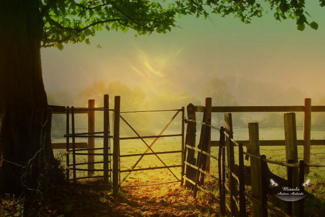 Fenced area tree field sun free wallpaper - medium preview image