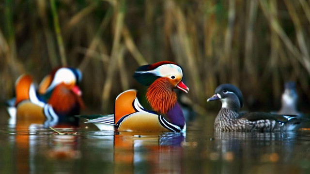 Ducks floating lake tall grass free wallpaper - medium preview image