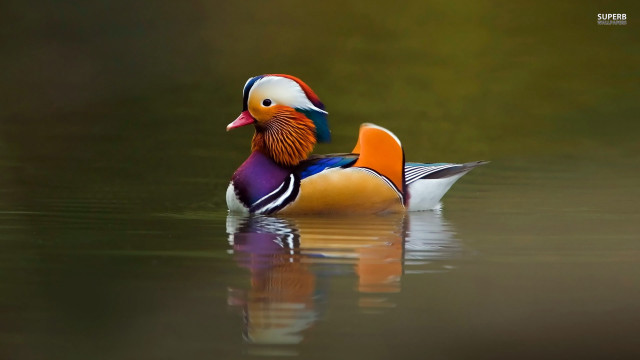 Colorful duck floating lake forest free wallpaper - medium preview image