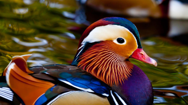 Colorful duck floating water lake free wallpaper - medium preview image